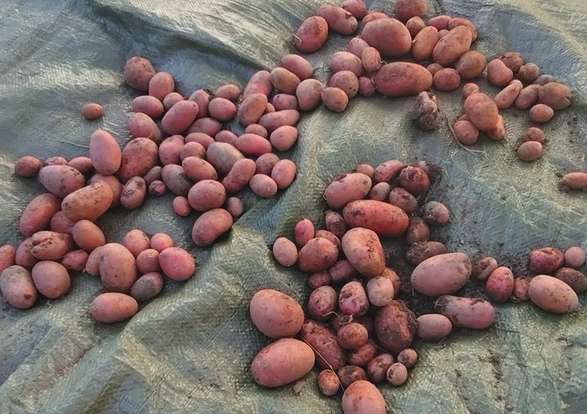 kartoffeln-2.jpg